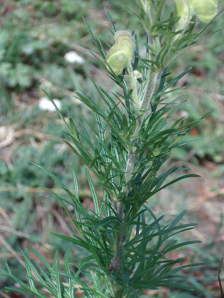 Aconitum anthora / Aconito antora